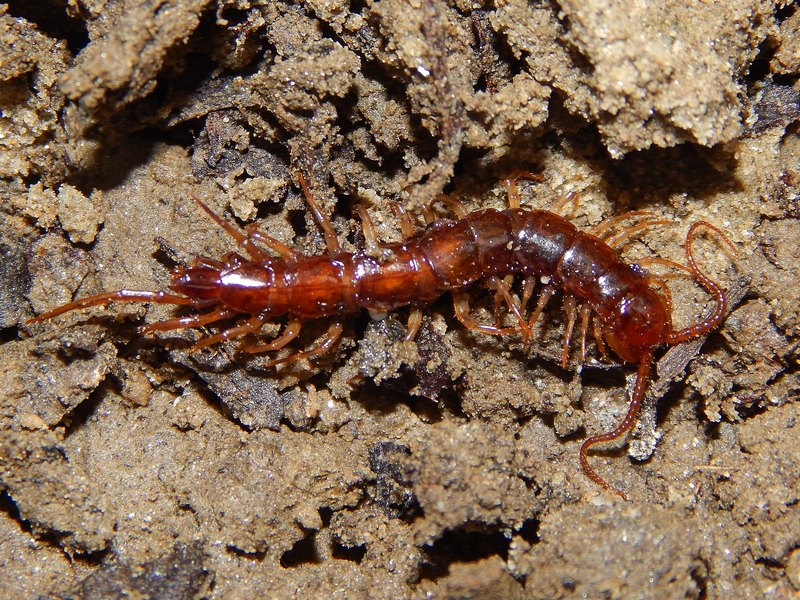 Centopiedi da ID